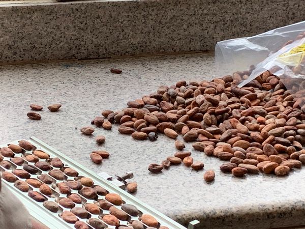 Whole Cocoa Beans from Ecuador supplied by Guangala - Raw (=Natural) Cocoa Bean