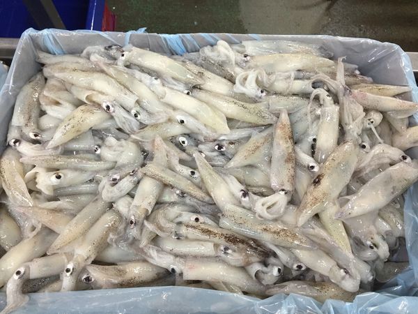 Squid from United States supplied by Da Yang Seafood Inc. - Whole Frozen Squid