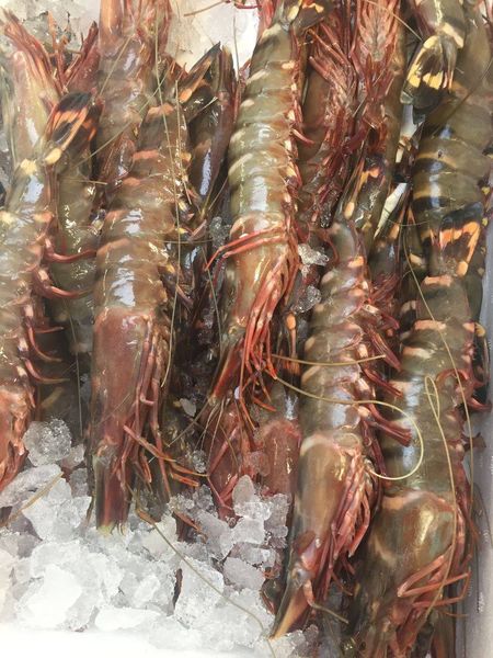King Prawn from 영국 supplied by Thompsons Seafood Limited - Whole 냉동 새우
