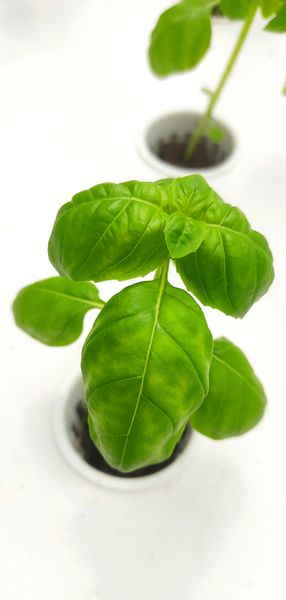 Genovese Basil from 스리랑카 supplied by Dei Gratia Agritech - Bunch 바질