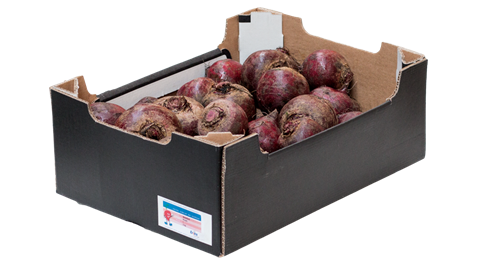 Beetroot from Netherlands supplied by Eriks Groenveld - Red Beets - Formanova (=Cylindra) Fresh Beetroot