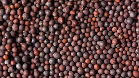 Mustard Seed from United States supplied by King-Brand - Seed Mustard Seed