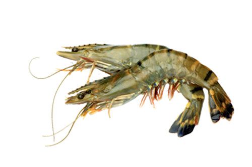 Black Tiger Prawn from 인도 supplied by Megaa Moda Private Limited (MMPL) - EZP (Easy Peel) (=EZ Peel) 냉동 새우