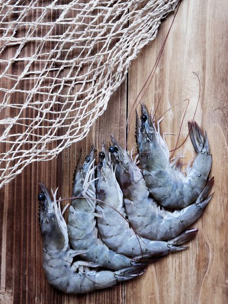 Shrimp from 벨기에 supplied by Van Roey Garnalen - Headless 냉동 새우