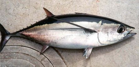 Thunnus alalunga from 포르투갈 supplied by CFA - 25-30kg 참치