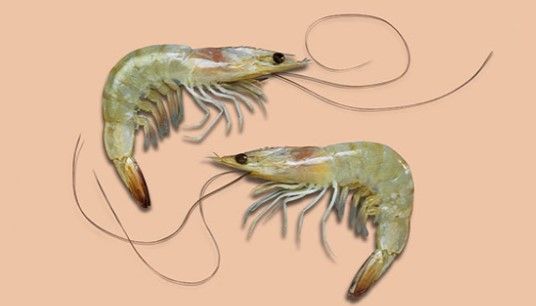 Shrimp from 벨기에 supplied by Solea International - Vannamei Shrimp (=Whiteleg Shrimp=Litopenaeus vannamei=Pacific White Shrimp=King Prawn=Penaeus vannamei) 신선 새우
