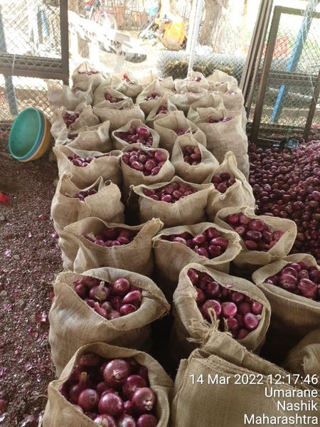 Onions from India supplied by TGF Traders - 45-65mm Fresh Onion