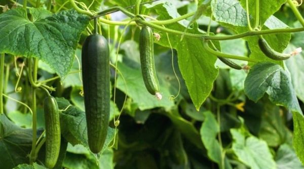 cucumber from Egypt supplied by Al Forsan company for real estate investment and Educational services - Conventional Fresh Cucumber
