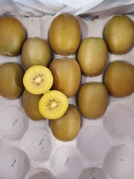 Kiwi from 남아프리카공화국 supplied by Freshworld - Class 1 신선 키위