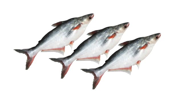 Whole Fish from Bangladesh supplied by VIRGO FISH & AGRO PROCESS LTD. - Fresh (=Chilled=Raw) Other Frozen Whole Fish