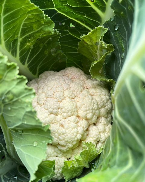 Cauliflower from New Zealand supplied by Puramahoi Fields Limited - Mature Cauliflower Fresh Cauliflower