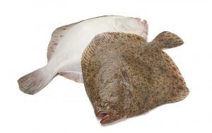 Fresh Whole Gutted Turbot from United Kingdom supplied by L Williamson Fish Sales Ltd - Gutted (=Drawn) Frozen Turbot