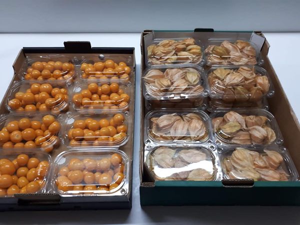 Fresh Physalis from 포르투갈 supplied by BagaCentro - Whole 꽈리