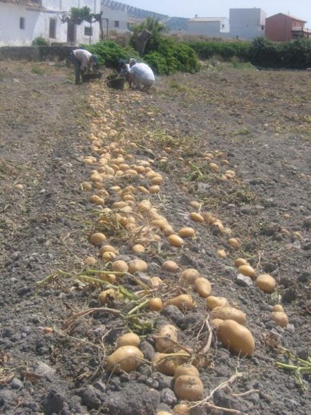 Fresh potato from Spain supplied by HUERTAS BAJAS, AGRICOLAS Y GANADERAS, C.B. - Fresh (=Chilled) Fresh Common Potato