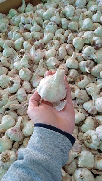 Violet Spring Garlic from Spain supplied by Alcada Export SL - Medium-Large Fresh Garlic