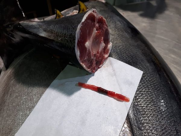 FRESH YELLOWFIN TUNA HG from Australia supplied by TunaSolutions - Good Quality Frozen Yellowfin Tuna