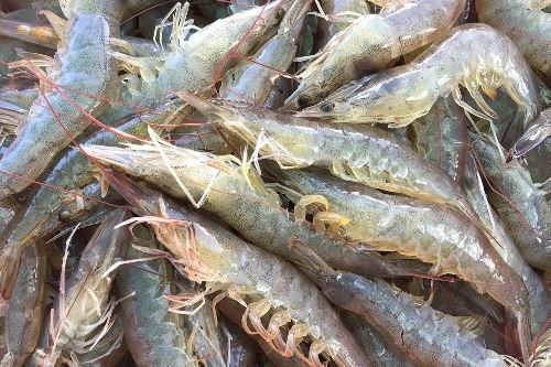 Vannemei Shrimp from 인도 supplied by Megaa Moda Private Limited (MMPL) - HOSL (Head On Shell Off) 냉동 새우