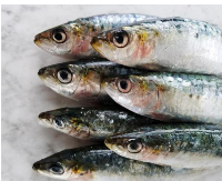 Fresh Sardine from United States supplied by Samuels & Son Seafood - Whole (=In The Round) Frozen Sardine