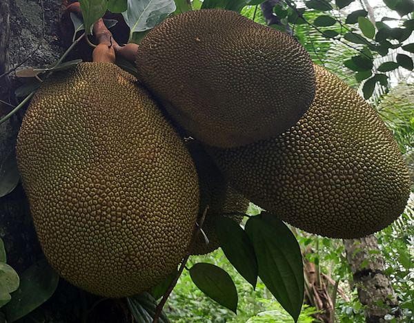 Raw Jackfruit from Sri Lanka supplied by DEESAN LANKA - Raw Jackfruit
