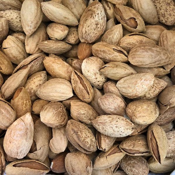 Almond from 아프가니스탄 supplied by Hayatullah Khan Fazli - 갈색 아몬드 알맹이