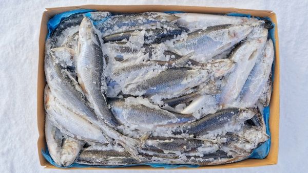Herring from 노르웨이 supplied by Lotana LV LTD - >250-300 g 청어
