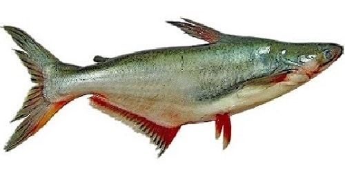 Catfish from Malaysia supplied by Syarikat Perniagaan Sen Tak - Shark Catfish (=Pangasiidae) Fresh Whole Catfish