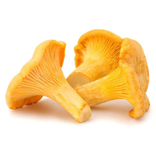 Chanterelle Mushroom from Germany supplied by BARLU Lebensmittel-Service-GmbH - Yellow Chanterelle Mushroom