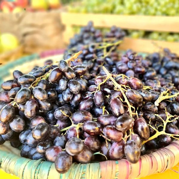 Fresh Grape from 요르단 supplied by Mujeb Organic Farm - Green (=Unripe=Sour) 신선 포도