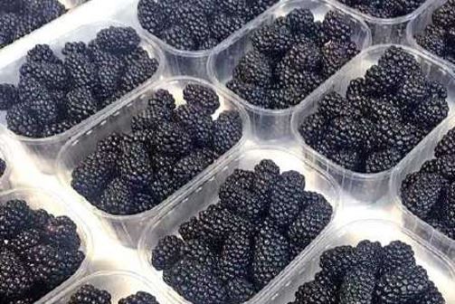 Blackberry from 우크라이나 supplied by Berrymor Aktyv LLC - Field 신선 블랙베리