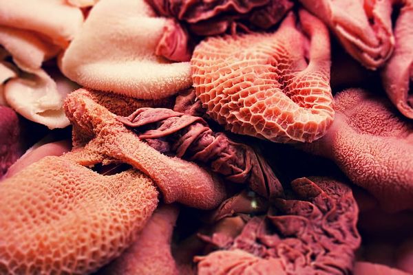 Red Offal from 에티오피아 supplied by Halal Food Industry PLC - Offal - Liver 내장