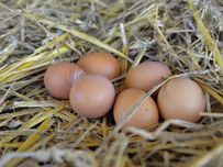 Fresh Chicken Egg from Germany supplied by Organic Farm Heiko Müller - In Shell Chicken Egg