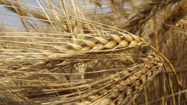 Barley LG zebra early from Romania supplied by Limagrain Europe - early Barley