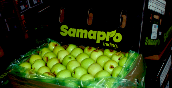 Pear from 남아프리카공화국 supplied by SAMAPRO - CA Forelle 신선 배