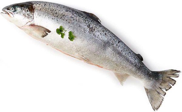 Frozen Salmon from Germany supplied by Andu-Pez Lebensmittel GmbH - Fillet Salmon