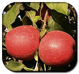 Apple from Portugal supplied by Mundial Rocha, Comércio de Frutas, SA, - Jonagored (=Jonagold Red) Fresh Apple