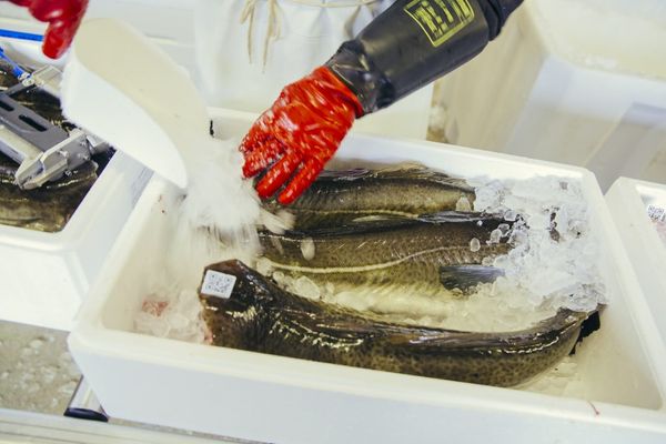 Fresh Whitefish from 노르웨이 supplied by BRØDR BERG ANS - With Bone 냉동 화이트피쉬