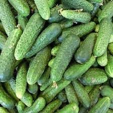 Cucumber from 폴란드 supplied by F.H. FRUCTMOL Zbigniew Molęda - 생 신선 오이