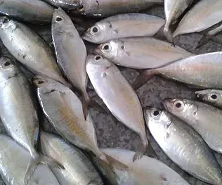Big Eye Scad from Indonesia supplied by PT. Lautan Persada - With Bone Frozen Scad