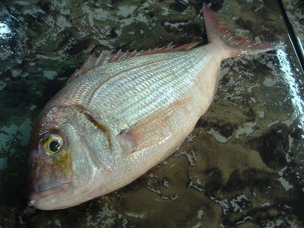 Red Snapper (Pagrus Pagrus) from 아르헨티나 supplied by Coomarpes LTDA - With Bone 냉동 도미