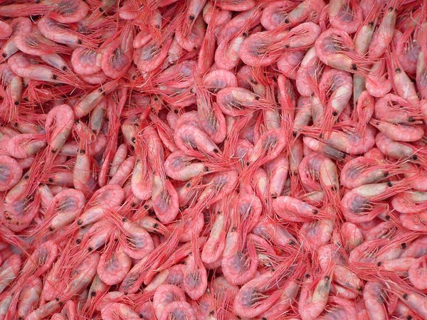 Prawns from 노르웨이 supplied by Karls Fisk & Skalldyr AS - Large 신선 새우