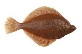 Fresh Plaice from 노르웨이 supplied by Ramoen AS - European Plaice (=Pleuronectes platessa=Pleuronectes borealis) 냉동 넙치