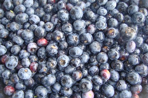Blueberry from China supplied by Hebei Agrilinks Imp.& Exp. Co., Ltd. - Whole Fresh Blueberry