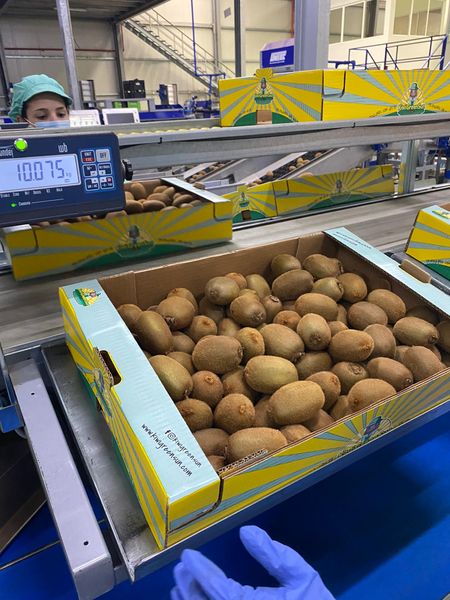 KIWI from 포르투갈 supplied by Kiwi Greensun, SA - pcs. 23/25/27 신선 키위