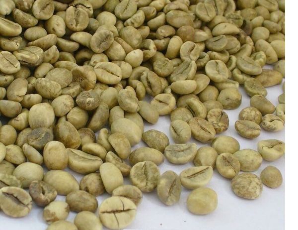 Robusta Coffee from 에티오피아 supplied by ROMAR TRADE PTY LTD - 16% 생원두