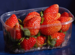 Fresh Strawberries from 이집트 supplied by Dakahlia for Agricultural Development - Carton Box - Open Top 신선 딸기