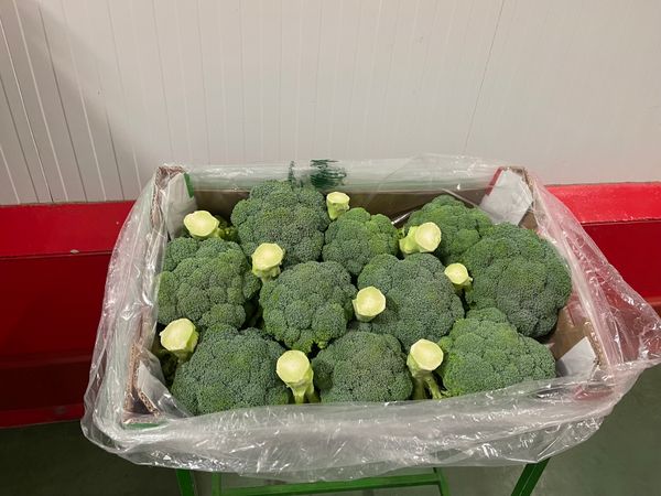 Broccoli from 스페인 supplied by Campo de Lorca SCL - Green 신선 브로콜리 꽃