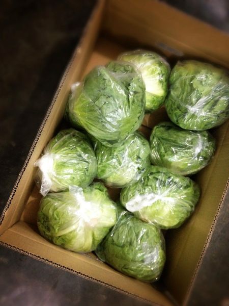 Lettuce from 말레이시아 supplied by Pun Chou Sdn Bhd - Individually Wrapped (=IW) 신선 상추