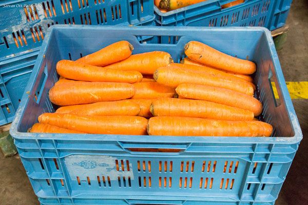 Winter Carrot from Netherlands supplied by De Boer Westwoud - Winter Carrot Fresh Carrot