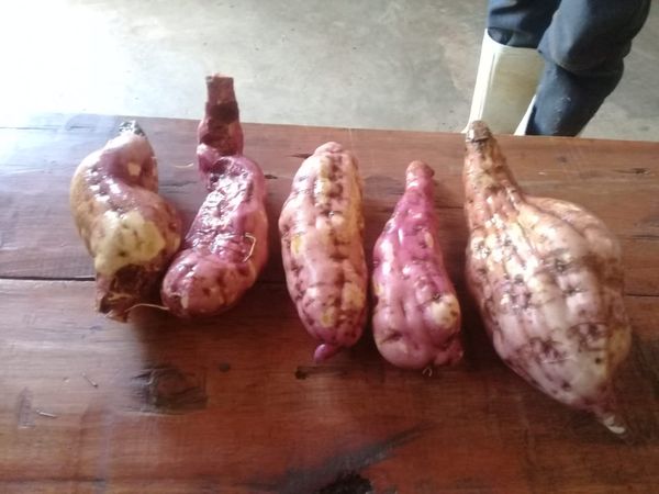 sweet potato from Kenya supplied by Sakami Ranches Ltd - Fresh Carrot