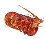 Crayfish from 중국 supplied by Rassau Seafood GmbH - Small 가재